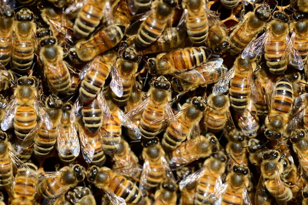 Is it Cruel to Use Bees as Digital Sensors