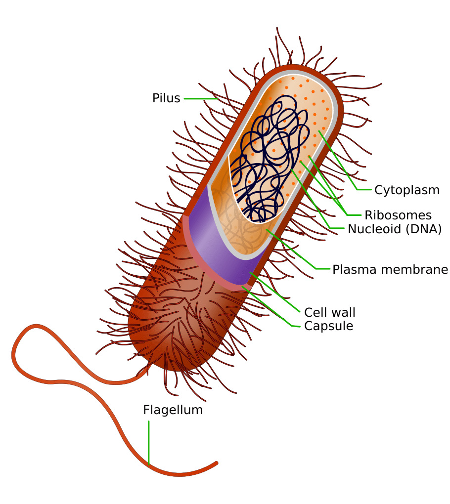 The Truth About Regressive Evolution: Can Organisms Revert to Simpler ...