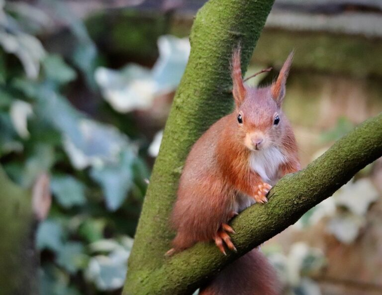 Squirrel: The Agile Climbing Mammal of the Wild 1 squirrel 9374382 1280